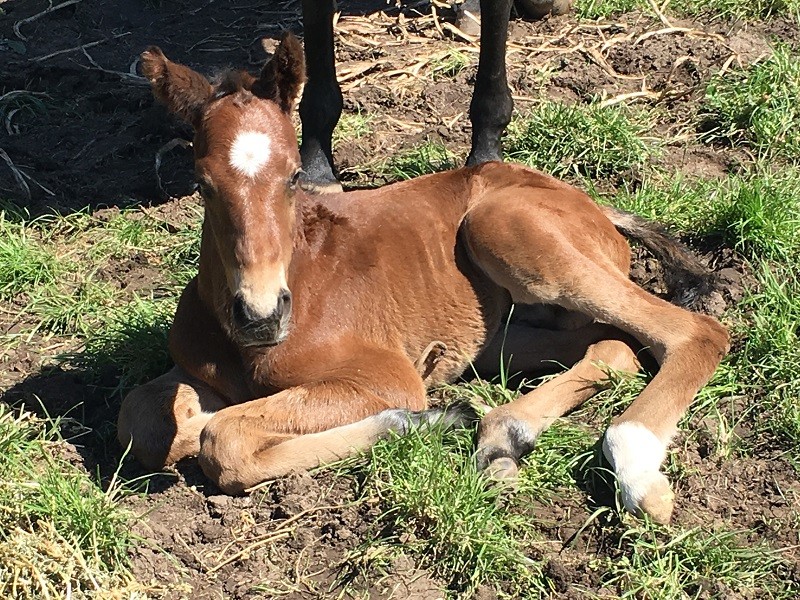 069 Snake Dancer x Mshawish brf 27-9 5d